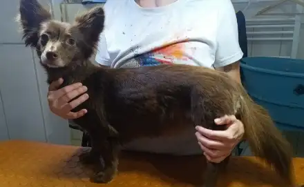 Trixi